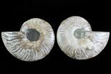 Cut & Polished Ammonite Fossil - Agatized #78560-1